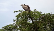 Ишаша — "практическая орнитология", или "львы ушли в Конго"