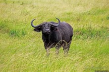 Ишаша — "практическая орнитология", или "львы ушли в Конго"