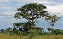 Ишаша — "практическая орнитология", или "львы ушли в Конго"