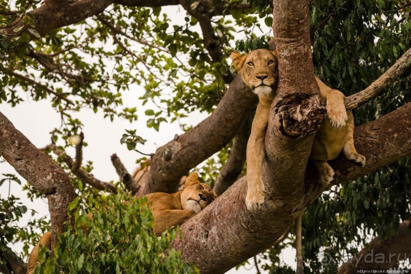 Ишаша — "практическая орнитология", или "львы ушли в Конго"