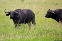 Ишаша — "практическая орнитология", или "львы ушли в Конго"