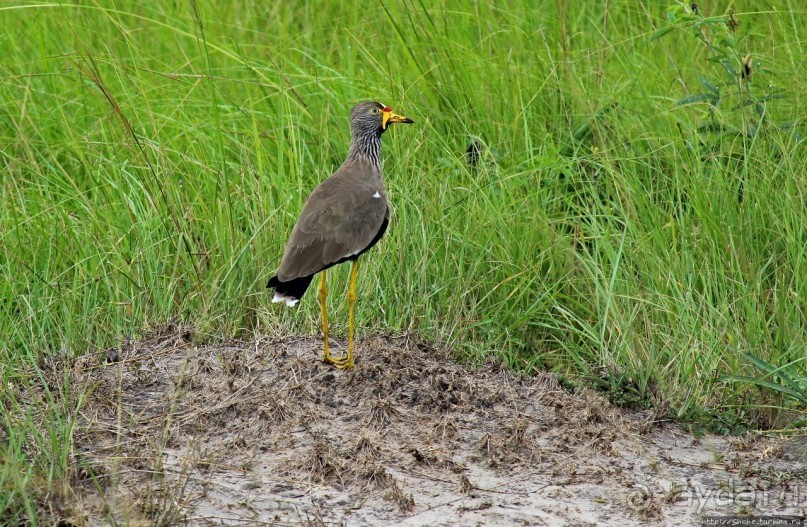 Ишаша — "практическая орнитология", или "львы ушли в Конго"