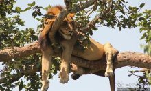 Ишаша — "практическая орнитология", или "львы ушли в Конго"