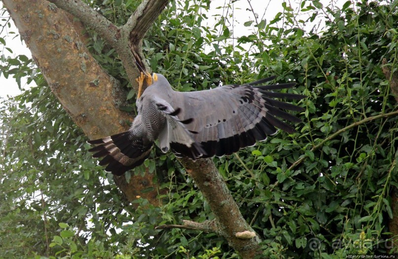Ишаша — "практическая орнитология", или "львы ушли в Конго"