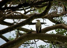 Ишаша — "практическая орнитология", или "львы ушли в Конго"