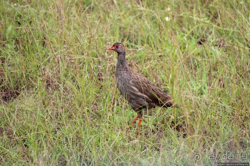 Ишаша — "практическая орнитология", или "львы ушли в Конго"