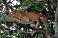 Ишаша — "практическая орнитология", или "львы ушли в Конго"
