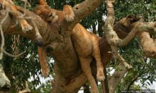 Ишаша — "практическая орнитология", или "львы ушли в Конго"