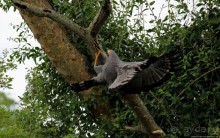 Ишаша — "практическая орнитология", или "львы ушли в Конго"