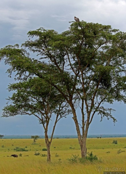 Ишаша — "практическая орнитология", или "львы ушли в Конго"