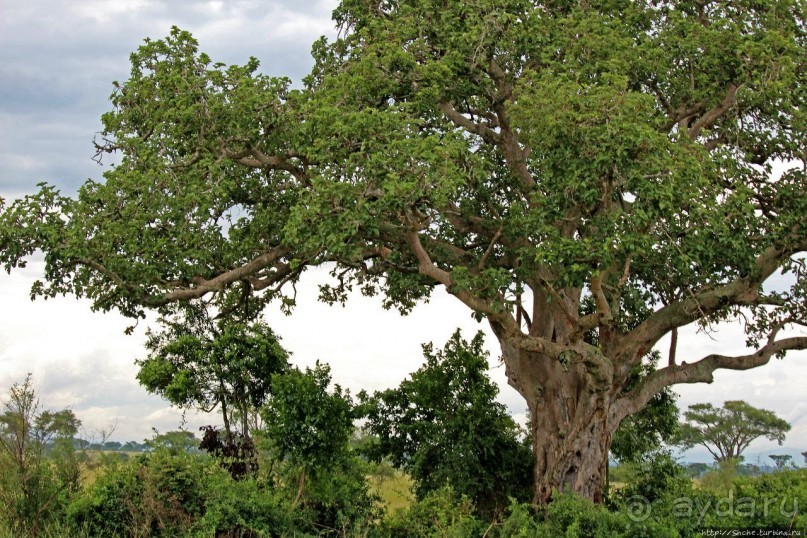 Ишаша — "практическая орнитология", или "львы ушли в Конго"