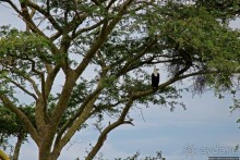 Ишаша — "практическая орнитология", или "львы ушли в Конго"
