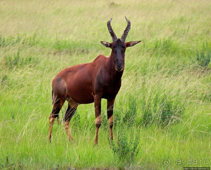 Ишаша — "практическая орнитология", или "львы ушли в Конго"