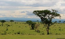 Ишаша — "практическая орнитология", или "львы ушли в Конго"