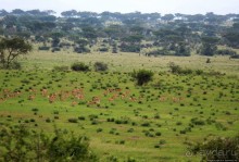 Ишаша — "практическая орнитология", или "львы ушли в Конго"