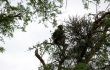 Ишаша — "практическая орнитология", или "львы ушли в Конго"