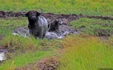 Ишаша — "практическая орнитология", или "львы ушли в Конго"