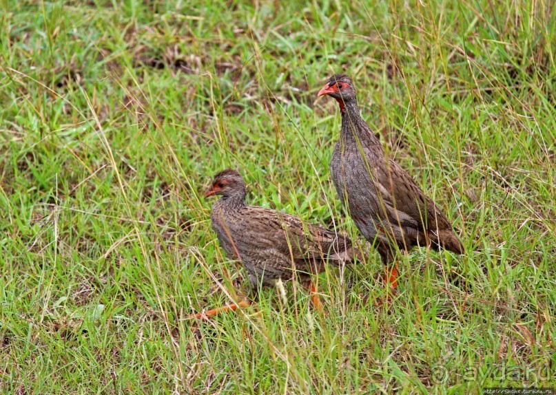 Ишаша — "практическая орнитология", или "львы ушли в Конго"