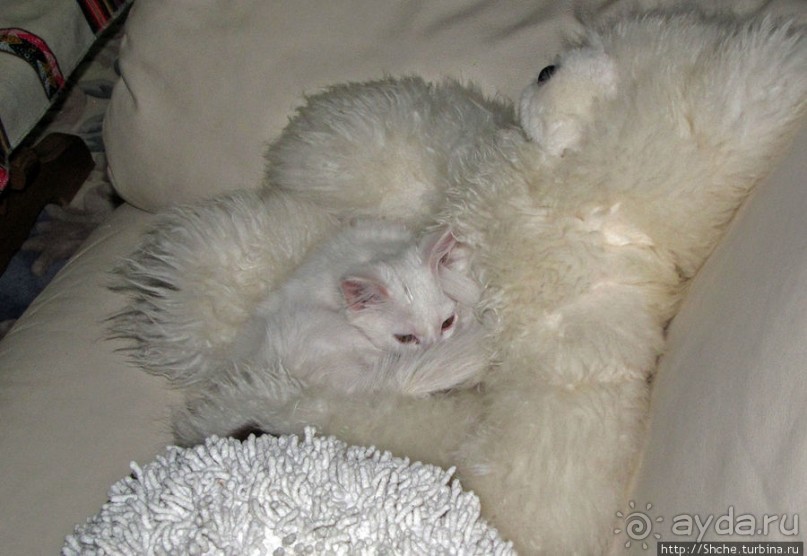 Знакомьтесь, кот Леший. Первый год