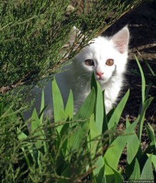 Знакомьтесь, кот Леший. Первый год