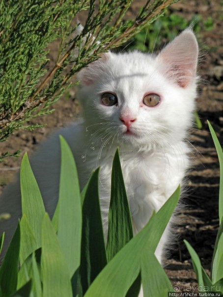 Знакомьтесь, кот Леший. Первый год