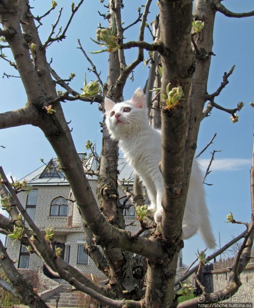 Знакомьтесь, кот Леший. Первый год