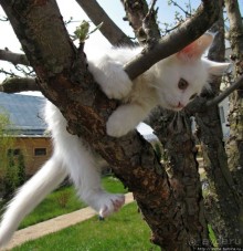 Знакомьтесь, кот Леший. Первый год