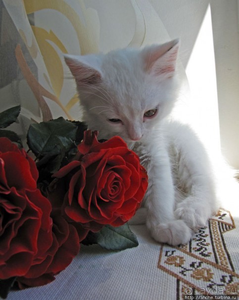 Знакомьтесь, кот Леший. Первый год