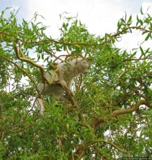 Знакомьтесь, кот Леший. Первый год