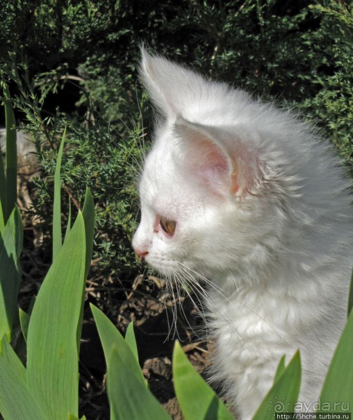 Знакомьтесь, кот Леший. Первый год