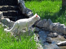 Знакомьтесь, кот Леший. Первый год