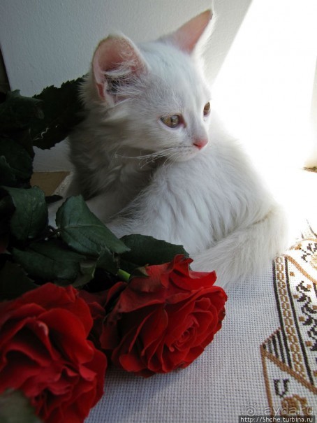 Знакомьтесь, кот Леший. Первый год