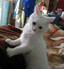 Знакомьтесь, кот Леший. Первый год