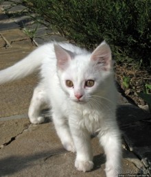 Знакомьтесь, кот Леший. Первый год