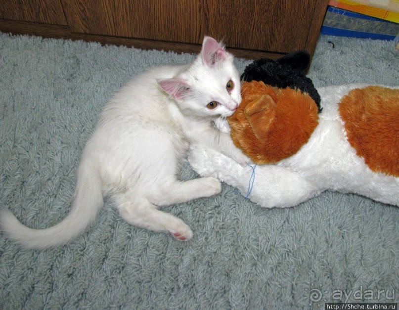 Знакомьтесь, кот Леший. Первый год