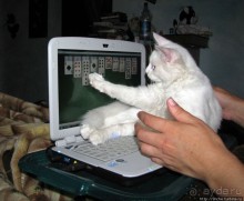 Знакомьтесь, кот Леший. Первый год