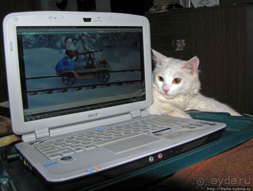 Знакомьтесь, кот Леший. Первый год