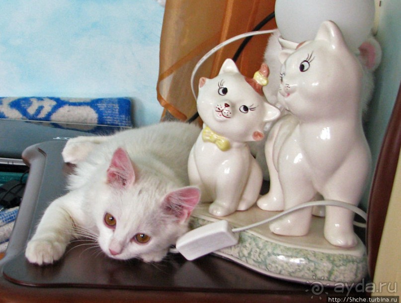 Знакомьтесь, кот Леший. Первый год