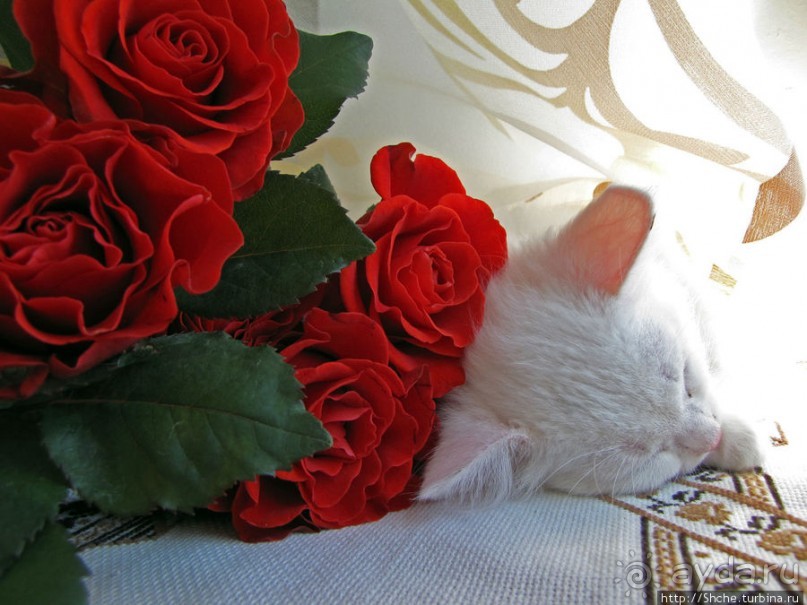 Знакомьтесь, кот Леший. Первый год