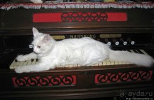 Знакомьтесь, кот Леший. Первый год