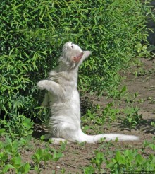 Знакомьтесь, кот Леший. Первый год