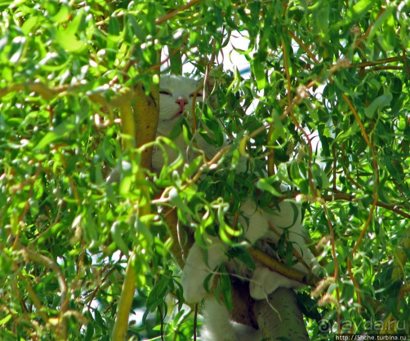 Знакомьтесь, кот Леший. Первый год