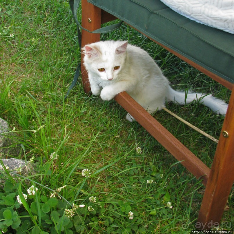 Знакомьтесь, кот Леший. Первый год