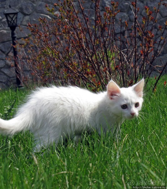 Знакомьтесь, кот Леший. Первый год