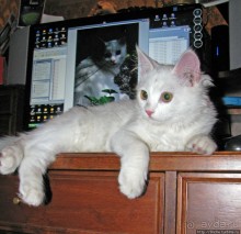 Знакомьтесь, кот Леший. Первый год