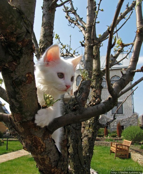 Знакомьтесь, кот Леший. Первый год
