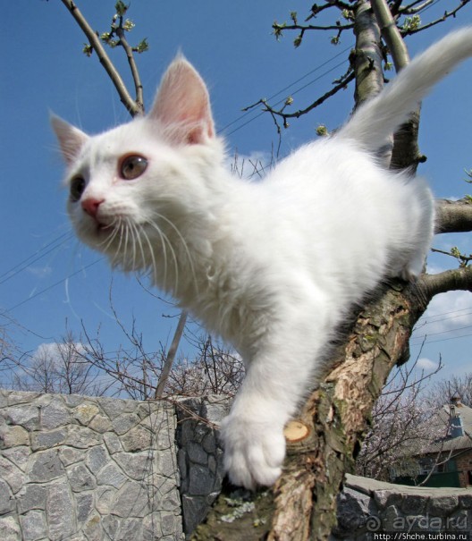 Знакомьтесь, кот Леший. Первый год