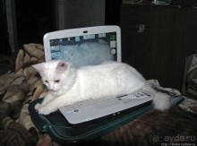 Знакомьтесь, кот Леший. Первый год