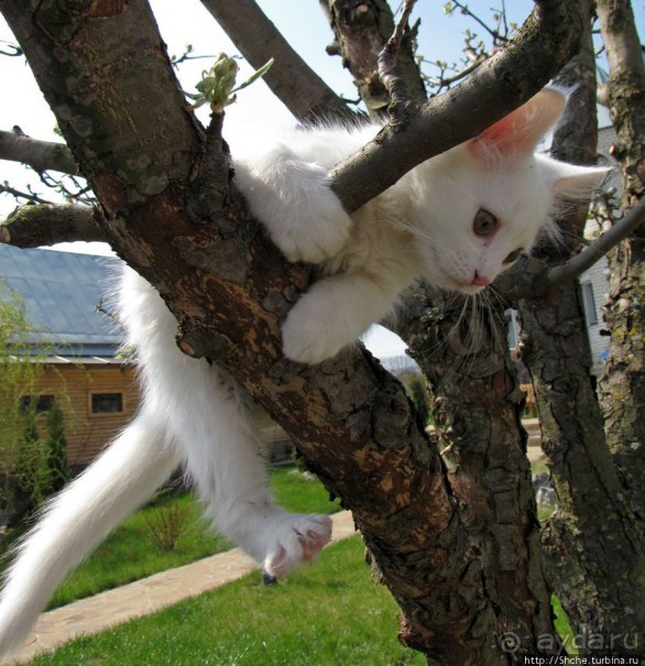 Знакомьтесь, кот Леший. Первый год