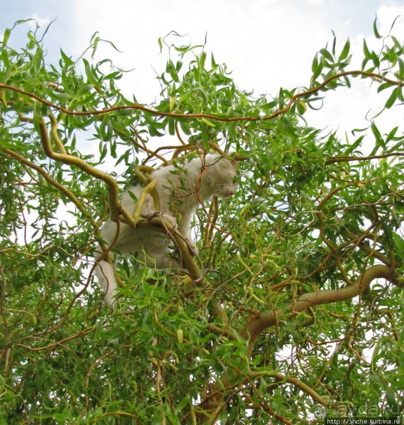 Знакомьтесь, кот Леший. Первый год
